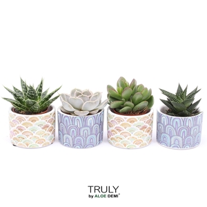 TRULY Succulent, Happy