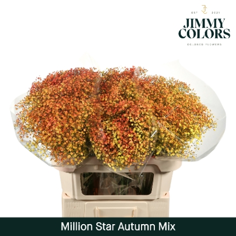 <h4>Gyps Million Star L70 Autumn mix</h4>
