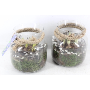 arr4 Bollenmix MB - Glas vase touw 285/5