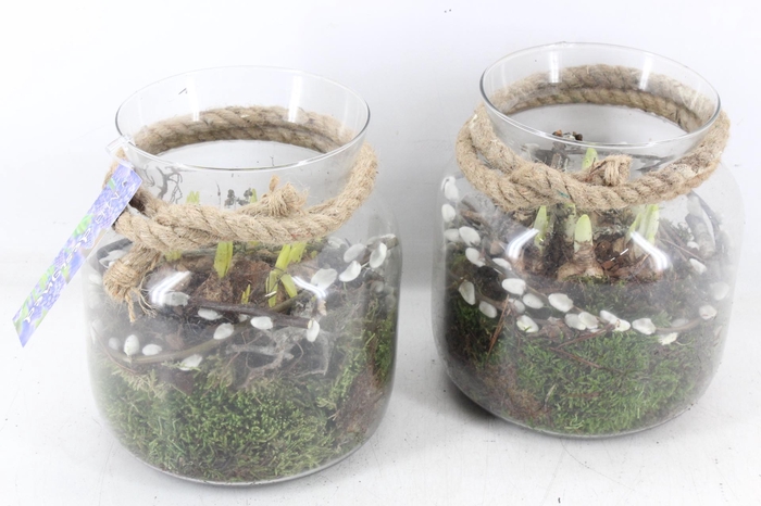 <h4>arr4 Bollenmix MB - Glas vase touw 285/5</h4>