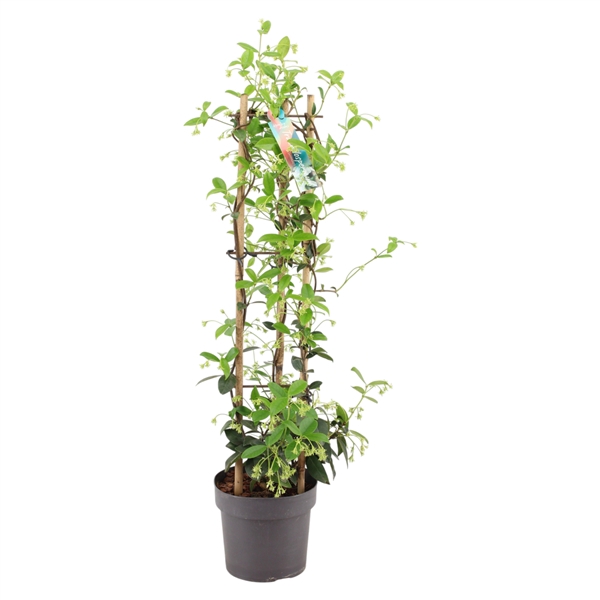 <h4>Trachelospermum jasminoides tower p17 (PT)</h4>