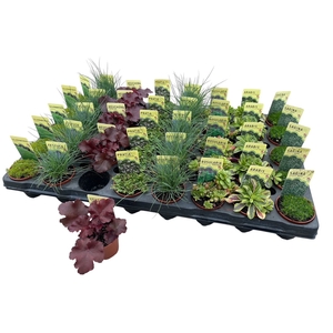 VASTE PLANTEN OV