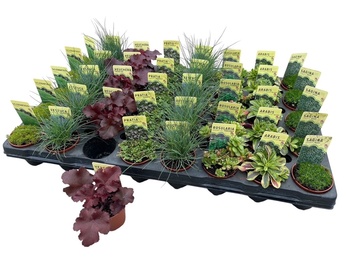<h4>VASTE PLANTEN OV</h4>