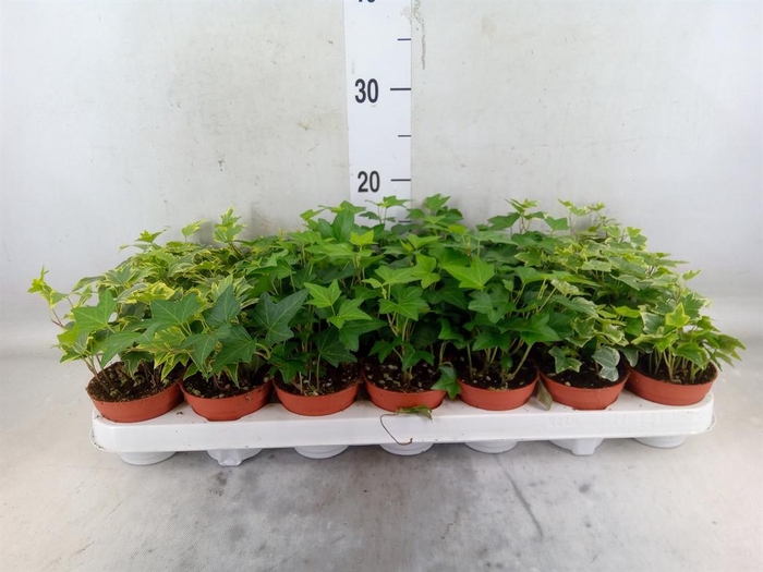 <h4>Hedera   ...mix</h4>