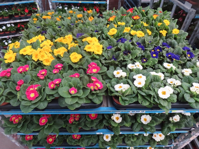 <h4>PRIM AC MIXK</h4>