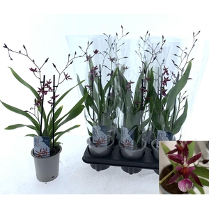 ONCIDIUM OV