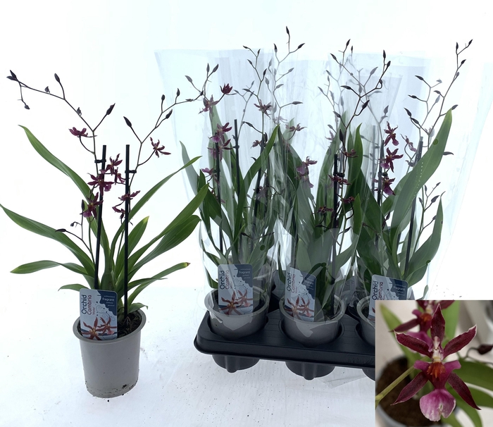 <h4>ONCIDIUM OV</h4>