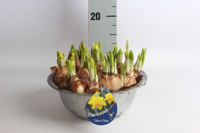 <h4>ARR NARCISSUS</h4>