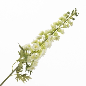 Delphinium White FL440371WHI