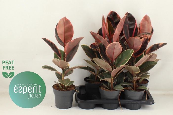 <h4>FIC EL BELIZE</h4>