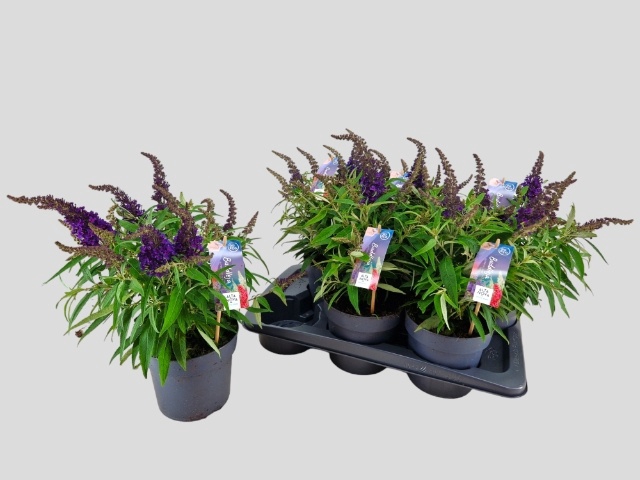 <h4>BUDD BFC LITT PURPLE</h4>