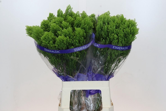 <h4>Trachelium Jade</h4>