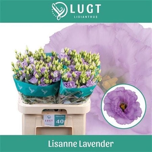 Eus G Lisanne Lavend