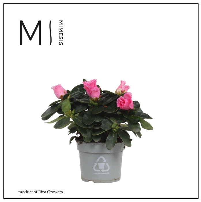 <h4>Mimesis Azalea - 9cm Bont</h4>