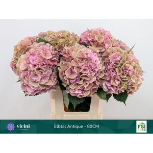 Hydrangea elbtal classic