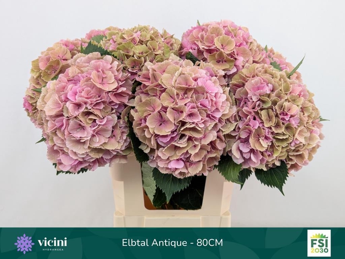 <h4>Hydrangea elbtal classic</h4>