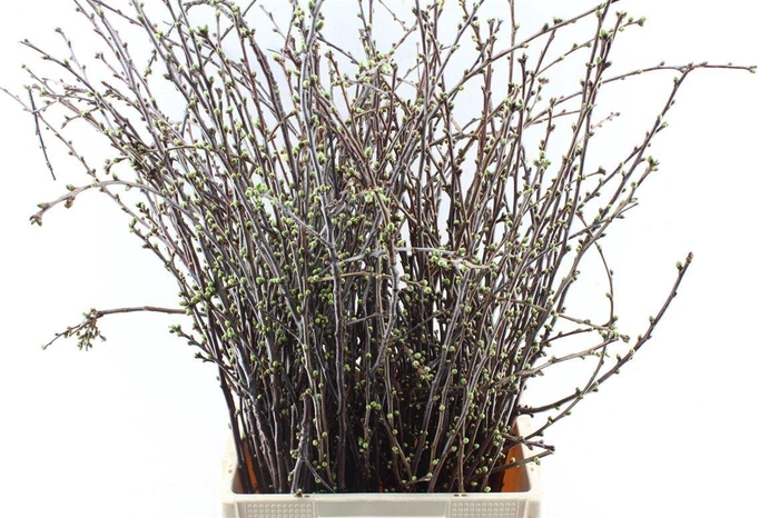 <h4>Kersebloesem P Bos</h4>