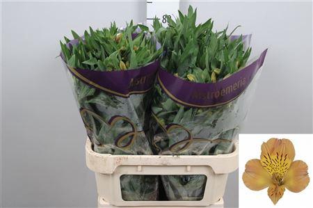 <h4>Alstr Aurora</h4>