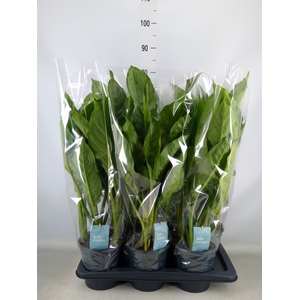 Aglaonema  'B.J. Freedman'