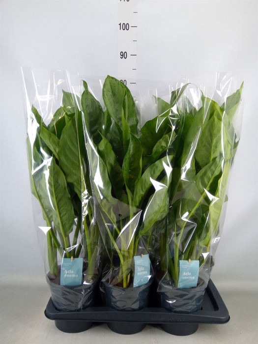 <h4>Aglaonema  'B.J. Freedman'</h4>