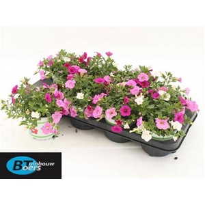 Calibrachoa Cabaret Mixmasters Pink Paradise