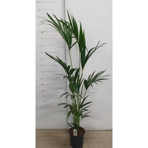 HOWEA FORSTERIANA