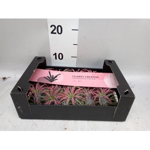 Tillandsia ionantha