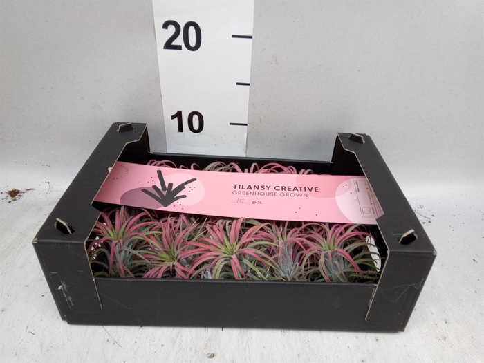 <h4>Tillandsia ionantha</h4>