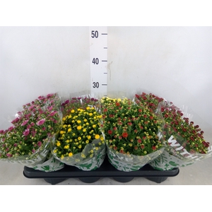 Chrysanthemum   ..mix 5