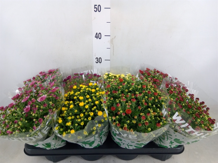 <h4>Chrysanthemum   ..mix 5</h4>