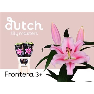 Li Ot Frontera Pink 3+