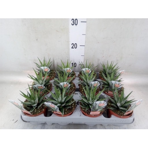 Haworthia fasciata 'Big Band'