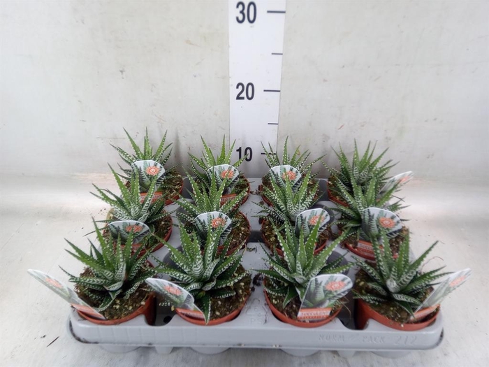 <h4>Haworthia fasciata 'Big Band'</h4>