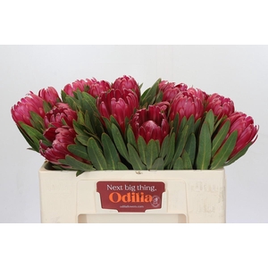 Protea Brenda
