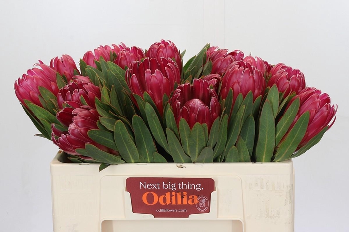 <h4>Protea Brenda</h4>