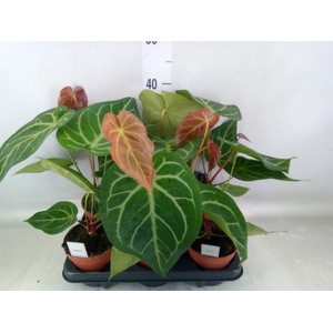 Anthurium   ...