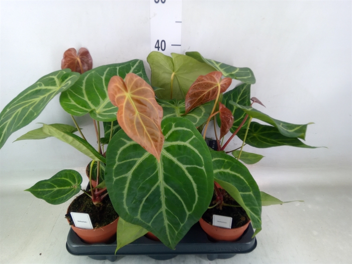 <h4>Anthurium   ...</h4>