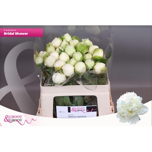 Paeonia Bridal Shower | Heavy Quality