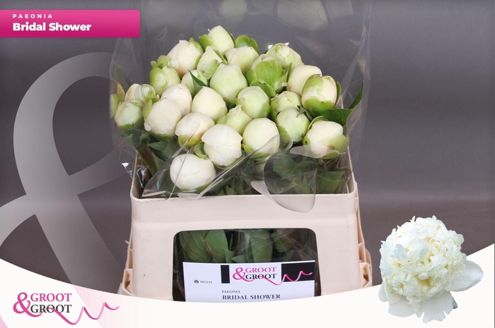 <h4>Paeonia Bridal Shower | Heavy Quality</h4>