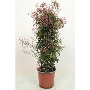 Jasminum Polyanthum Pyramid - 1154