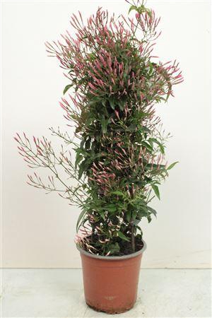 <h4>Jasminum Polyanthum Pyramid - 1154</h4>