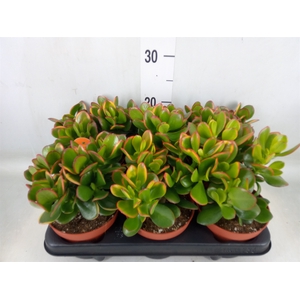 Crassula ovata 'Sunset'