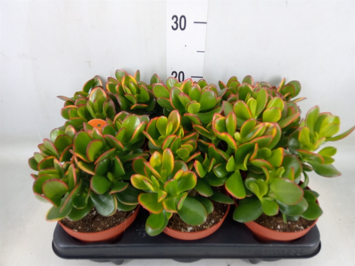 <h4>Crassula ovata 'Sunset'</h4>