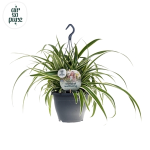Chlorophytum com. 'Vittatum'