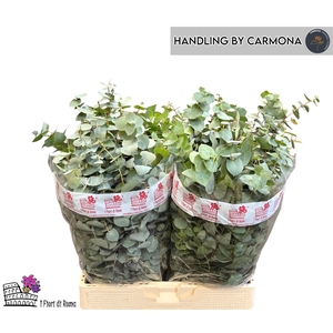 EUC BRIDGESIANA P BS