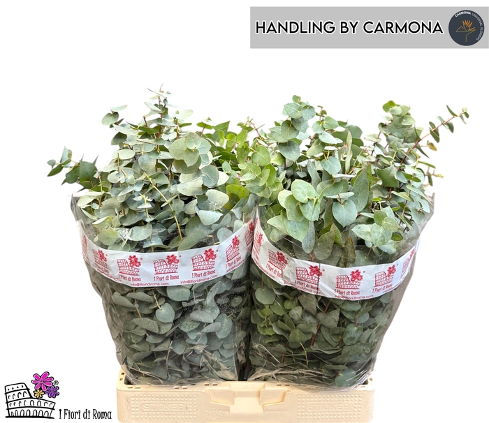 <h4>EUC BRIDGESIANA P BS</h4>