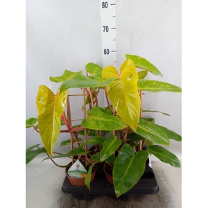Philodendron  'Painted Lady'