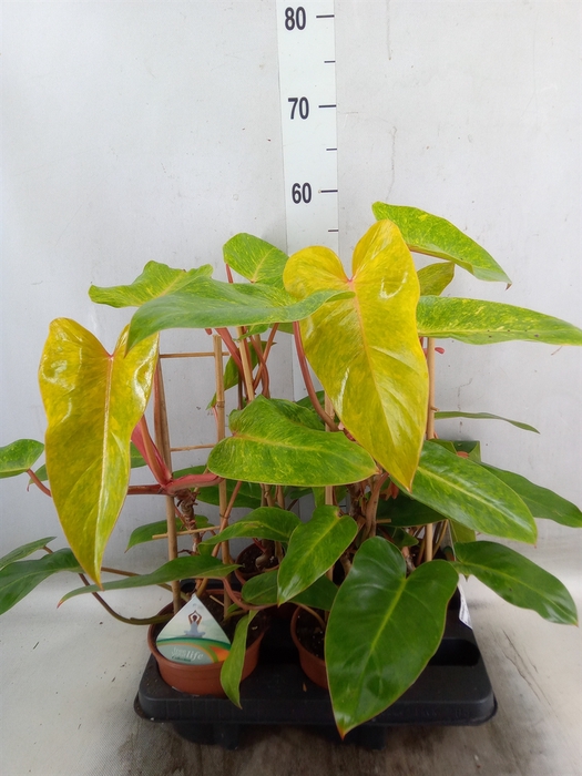<h4>Philodendron  'Painted Lady'</h4>
