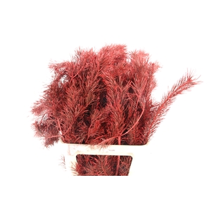 Pinus Alaska per stem 100cm Red