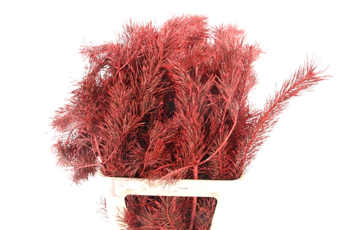 <h4>Pinus Alaska per stem 100cm Red</h4>